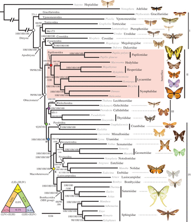 Phylogenetic tree of butterflies and moths